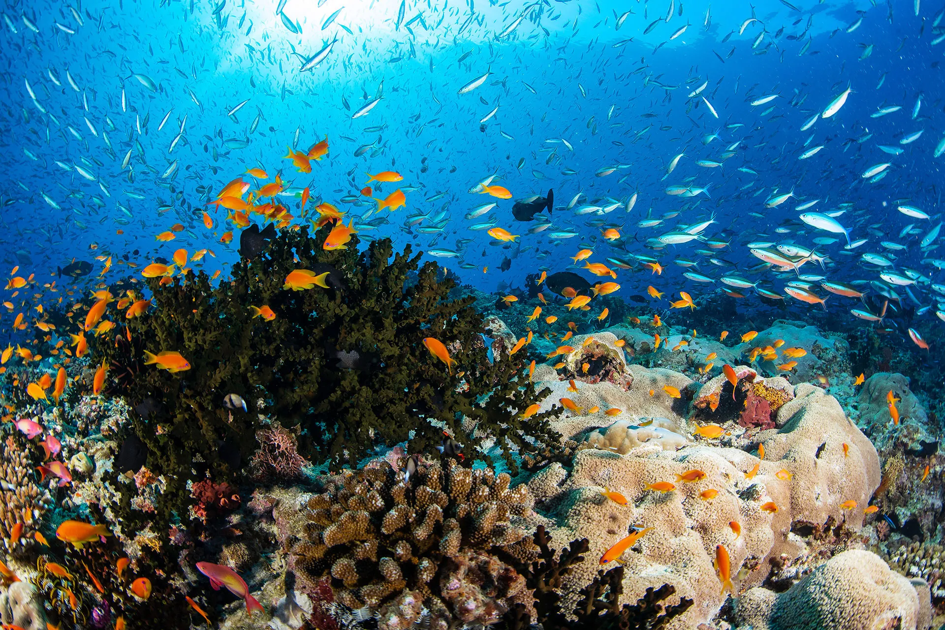 Korallenriff mit blauen und orangen Fischen